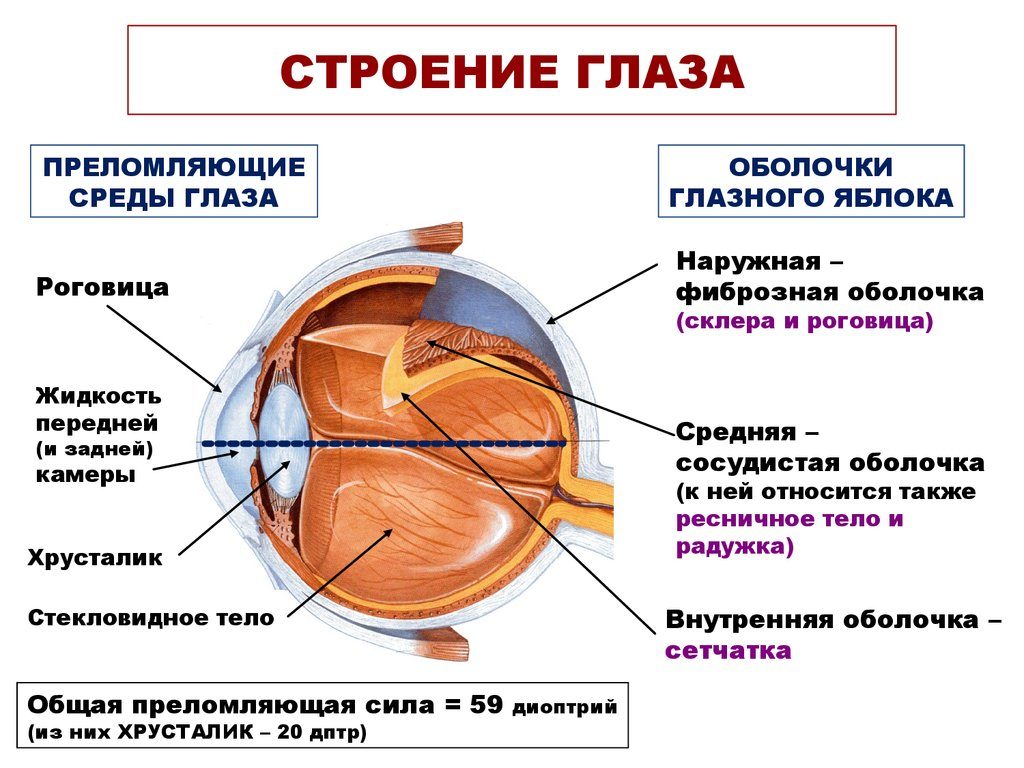 Строение глаза - РКОБ им. проф. Е.В. Адамюка