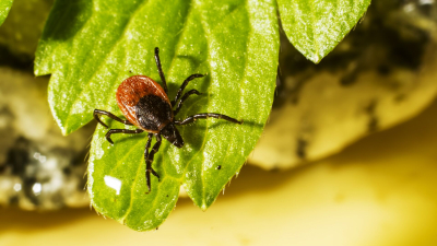 Будьте осторожны — клещи проснулись!